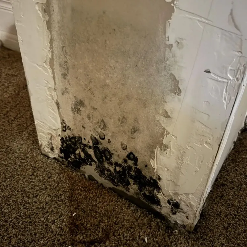 Professional Mold Removal in Hernando, MS